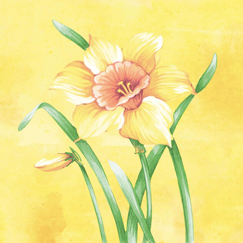 Linclass-Premium Serviette  Elvira 40 x 40 cm 1/4 Falz